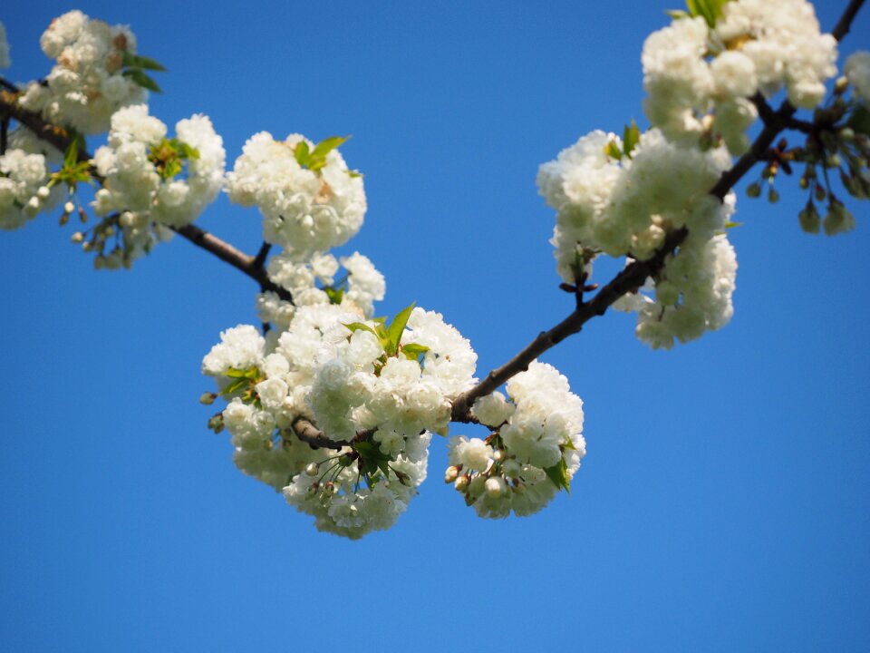 Spring blossom bloom