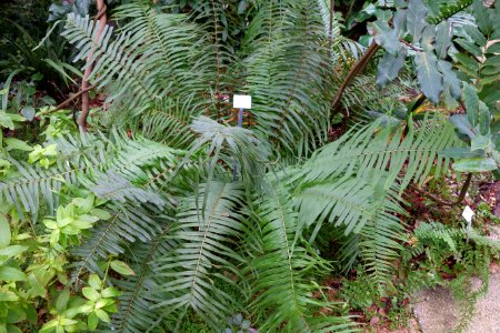 Pteris vittata - Botanischer Garten, Dresden, Germany - DSC08558