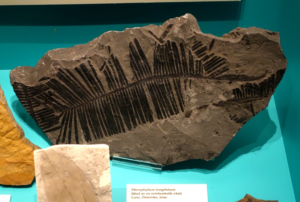 Pterophyllum longifolium - Swedish Museum of Natural History - Stockholm, Sweden - DSC00682