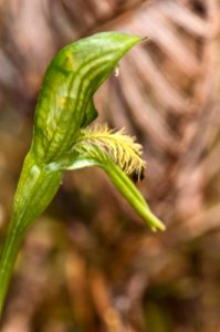 Pterostylis tasmanica 03 by Peter de Lange