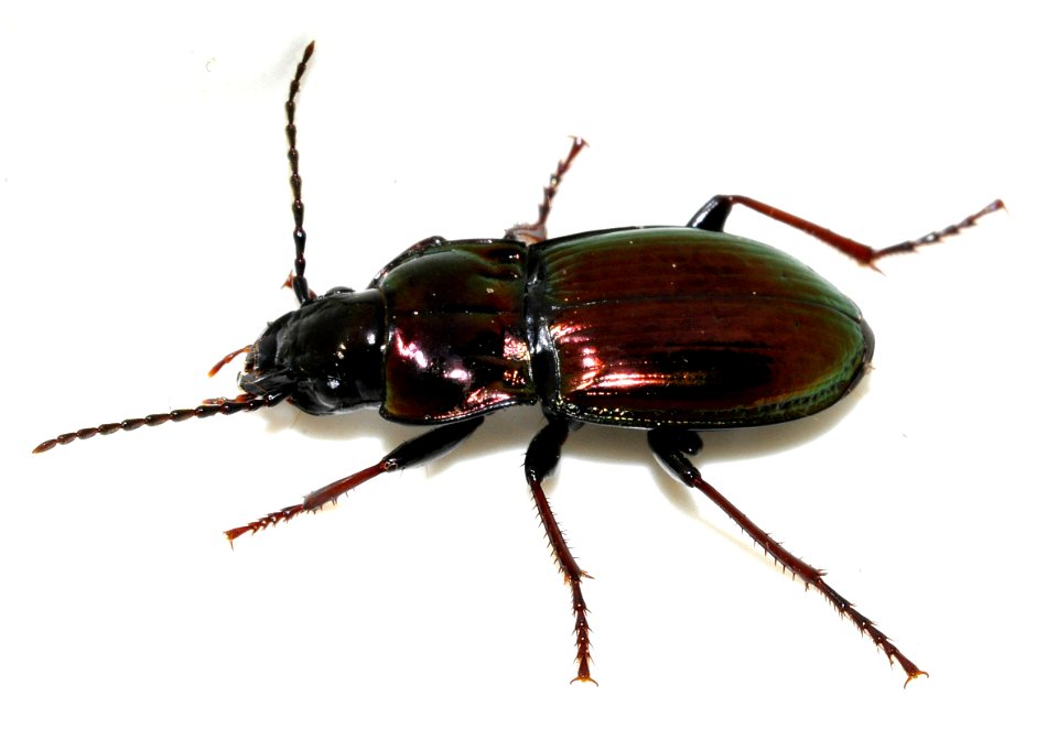 Pterostichus-burmeisteri-10-fws