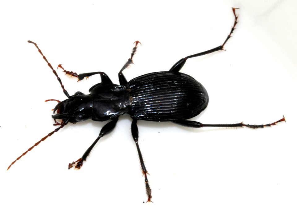 Pterostichus-fasciatopunctatus-01-fws