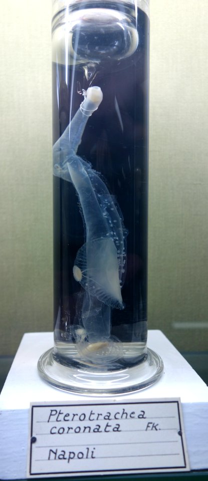 Pterotrachea coronata - Museo Civico di Storia Naturale Giacomo Doria - Genoa, Italy - DSC03278