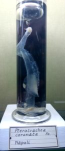 Pterotrachea coronata - Museo Civico di Storia Naturale Giacomo Doria - Genoa, Italy - DSC03278