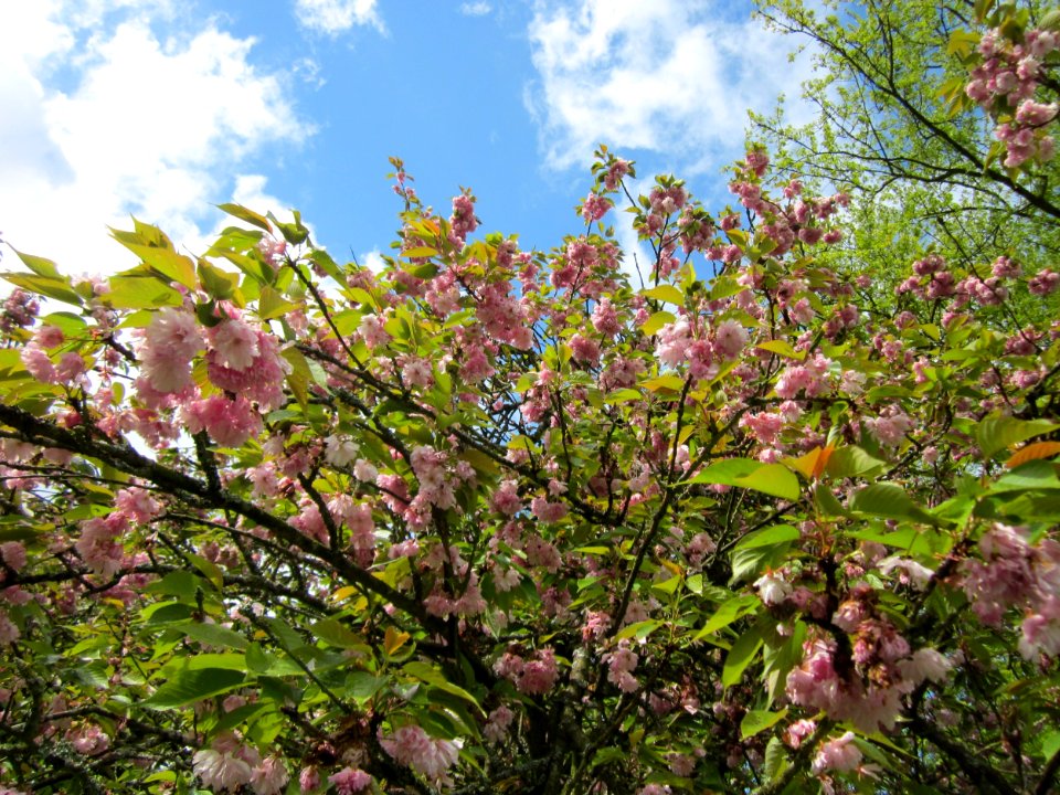 Prunus serrulata plant