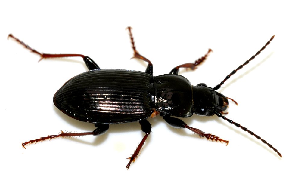 Pterostichus-oblongopunctatus-11-fws