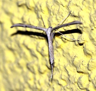Pterophoridae-Goettingen02