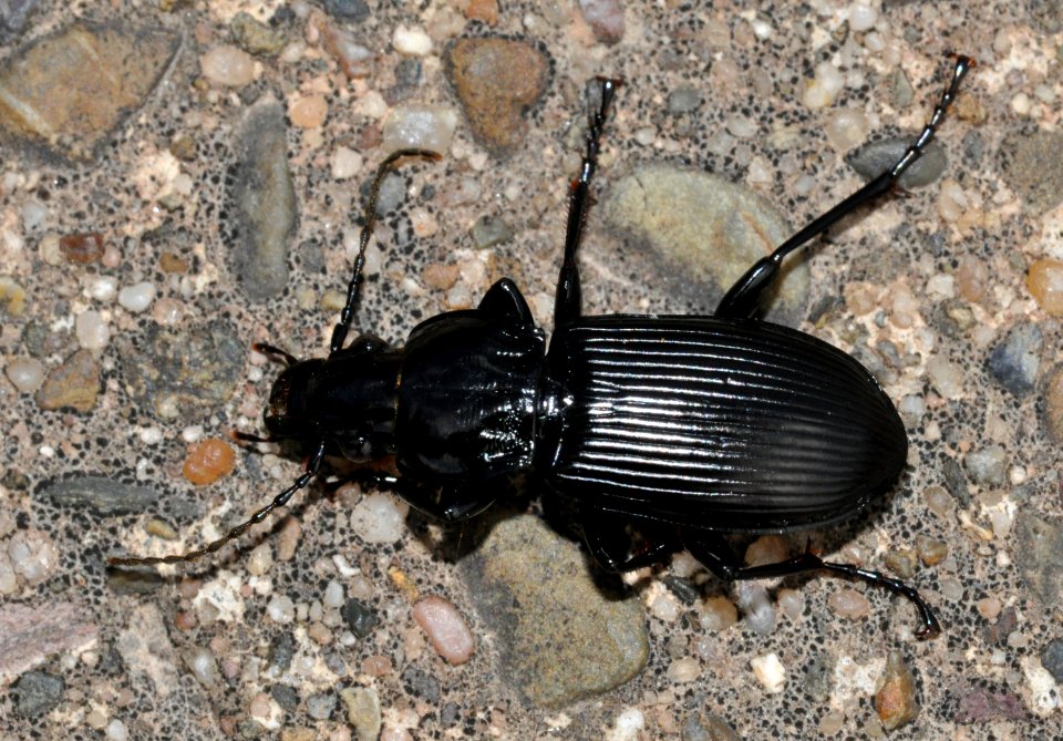 Pterostichus-melanarius-03-fws
