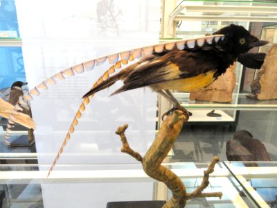 Pteridophora alberti - Naturmuseum Senckenberg - DSC02068