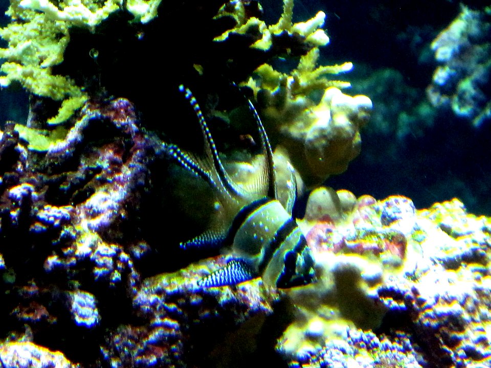 Pterapogon kauderni (Banggai cardinal fish), Burgers Zoo, Arnhem, the Netherlands