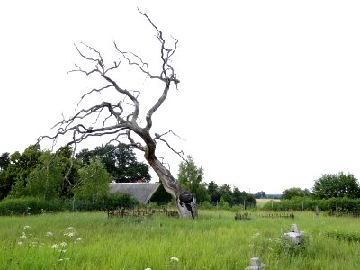 Przylubie cmmennonicki5 7-2015