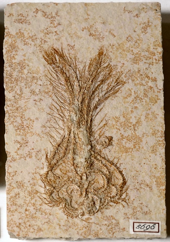 Pterocoma pennata Teylers Museum 7112012