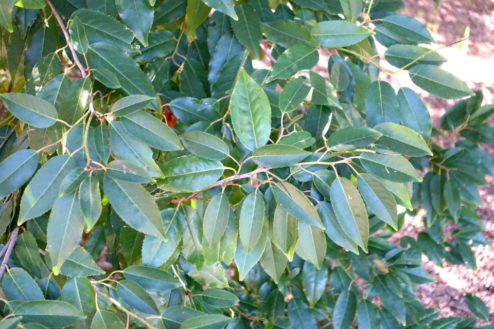 Prunus lusitanica - Jardín Botánico de Barcelona - Barcelona, Spain - DSC09206