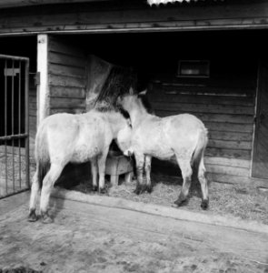 Przewalski-hengstveulen in Blijdorp, Bestanddeelnr 912-1940