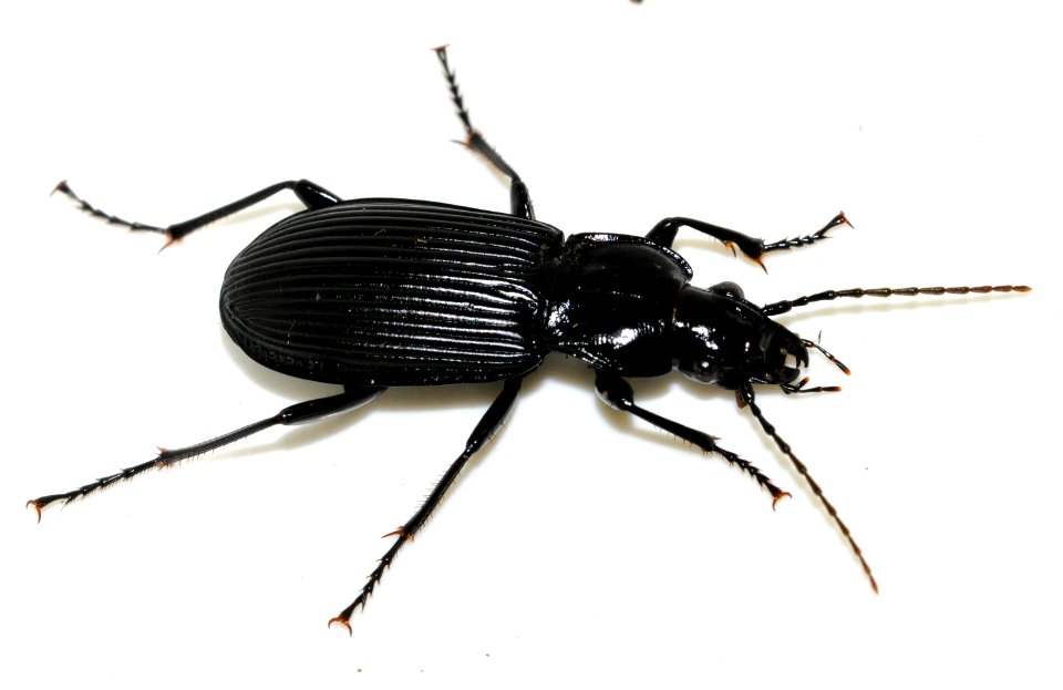 Pterostichus-niger-09-fws