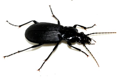 Pterostichus-niger-09-fws