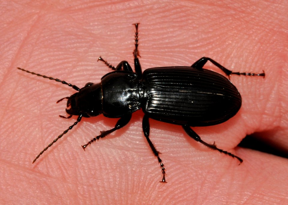 Pterostichus-melanarius-04-fws