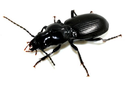 Pterostichus-madidus-08-fws