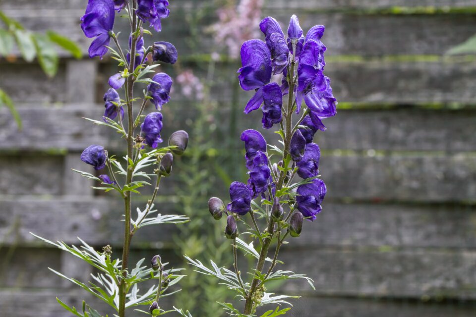 Purple aconitum napellus aconite