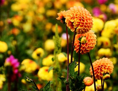Asteraceae flower garden ornamental flower