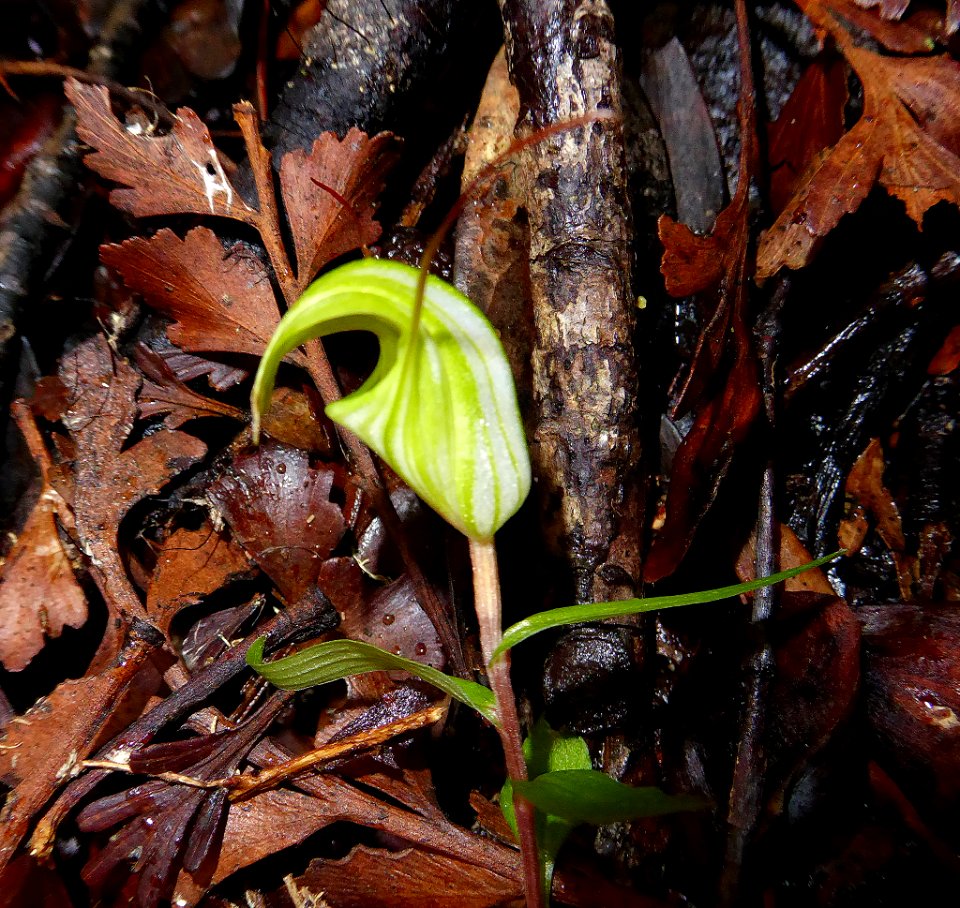 Pterostylis brumalis 04 by Peter de Lange