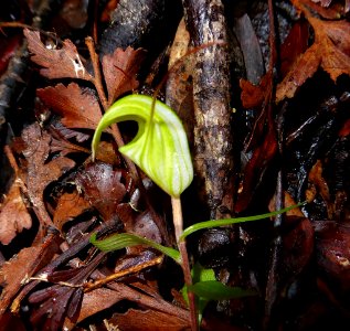 Pterostylis brumalis 04 by Peter de Lange