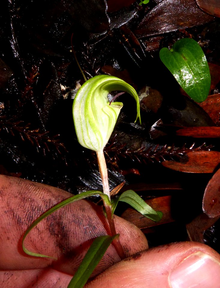 Pterostylis brumalis by Peter de Lange