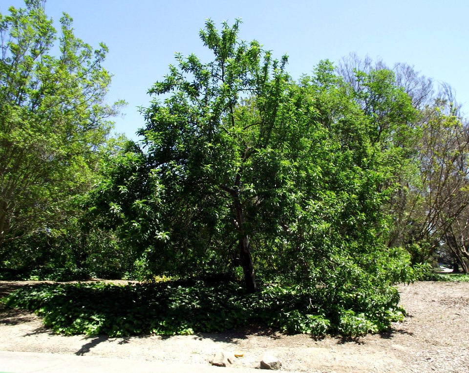 Prunus persica nucipersica alma stultz