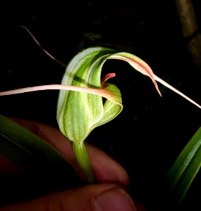 Pterostylis banksii 11973299