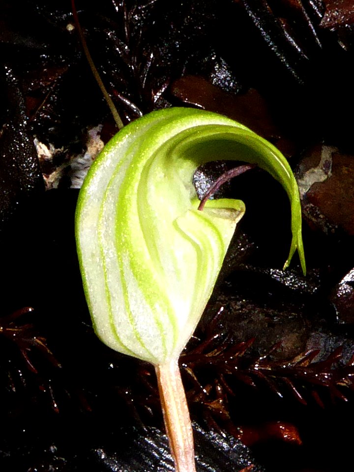 Pterostylis brumalis by Peter de Lange (cropped)
