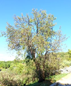 Prunus dulcis - Jardín Botánico de Barcelona - Barcelona, Spain - DSC09244