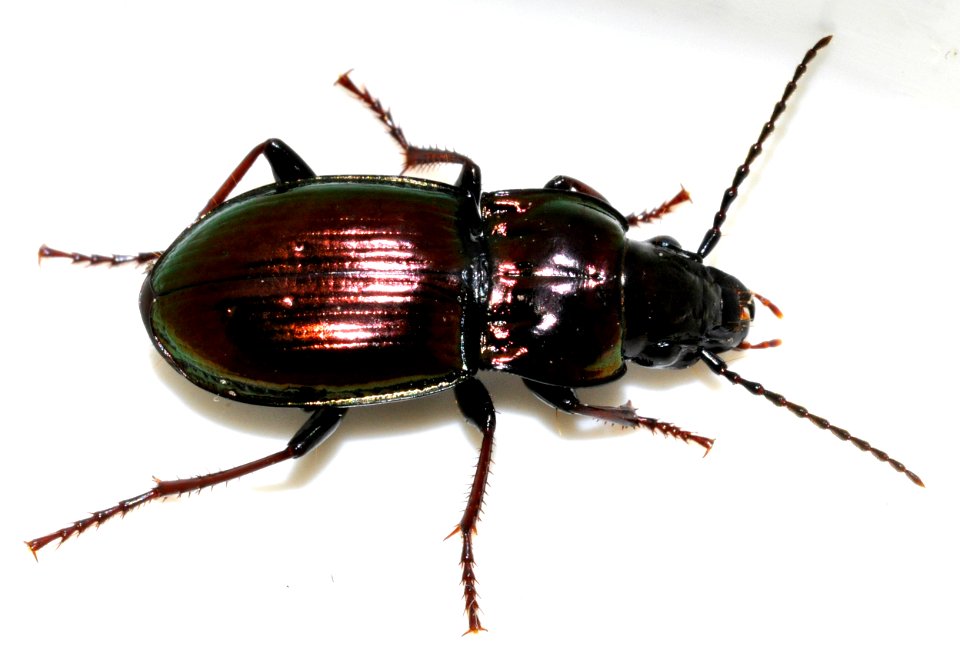 Pterostichus-burmeisteri-13-fws