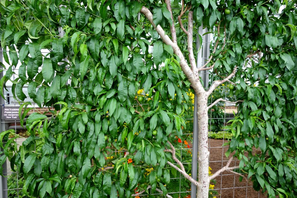 Prunus persica - Longwood Gardens - DSC01166