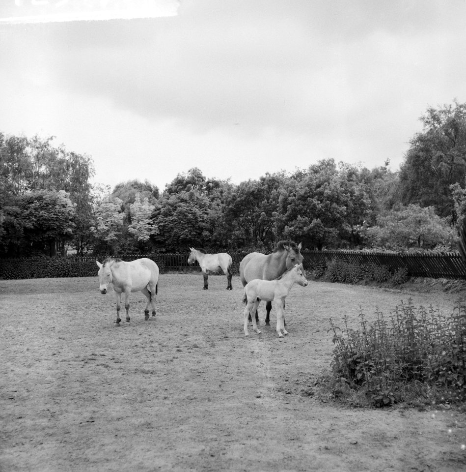 Przewalskipaardje in Blijdorp Moeder en zoon Poljako in de wei, Bestanddeelnr 912-5155