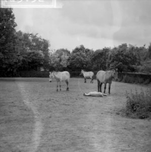 Przewalskipaardje in Blijdorp Moeder en zoon Poljako in de wei, Bestanddeelnr 912-5152