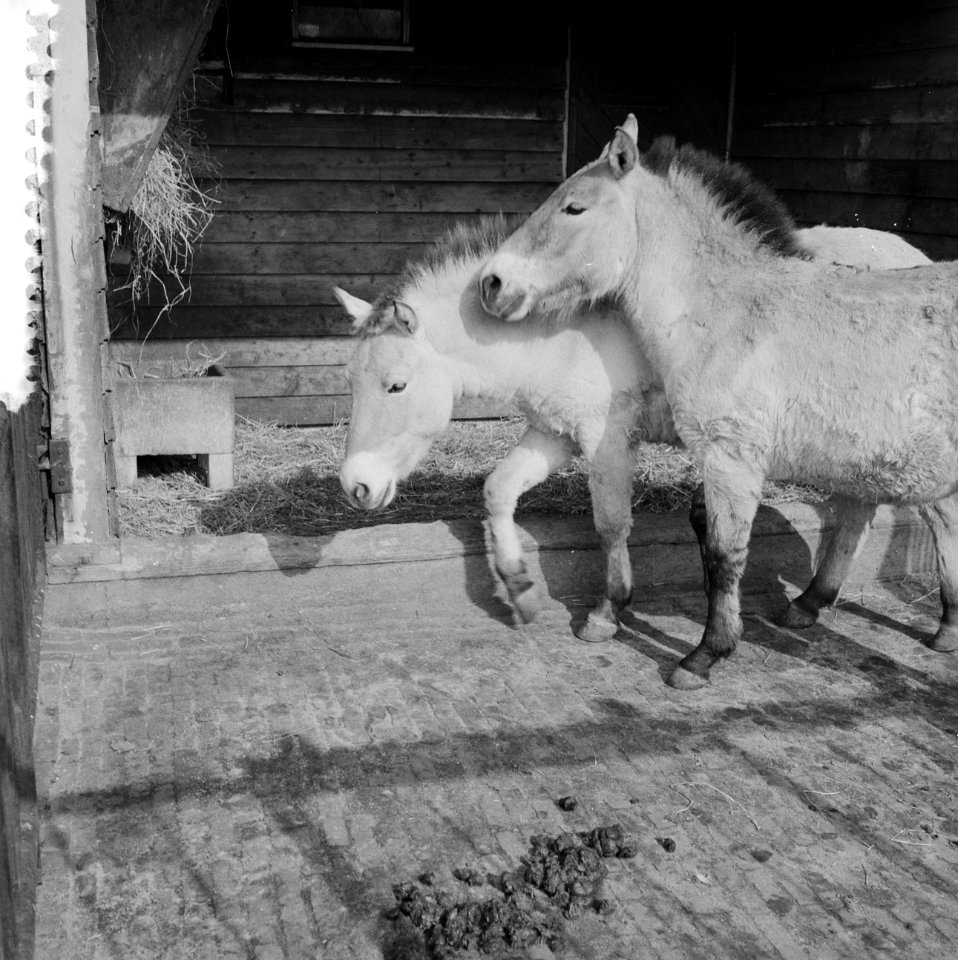 Przewalski-hengstveulen in Blijdorp, Bestanddeelnr 912-1934