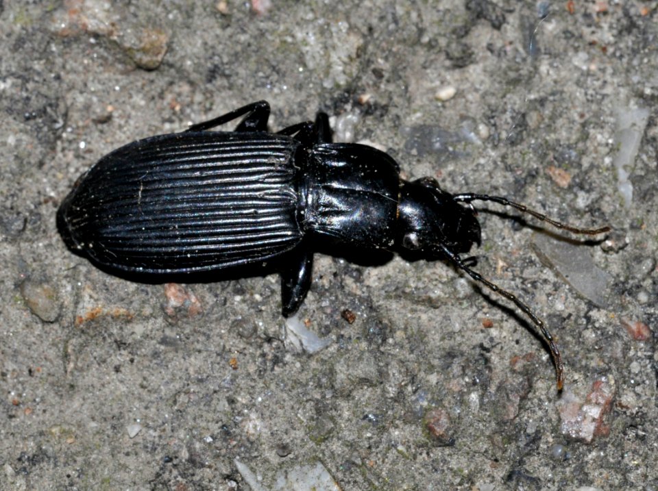 Pterostichus-niger-02-fws