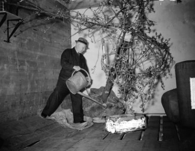 Prunusboompje in IJskelder bij Heineken Rotterdam, Bestanddeelnr 903-3938