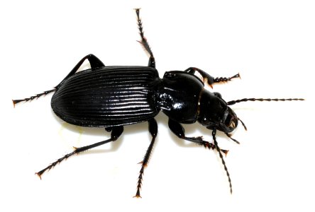 Pterostichus-melanarius-12-fws