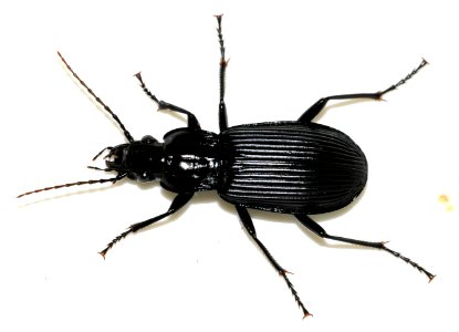 Pterostichus-niger-07-fws