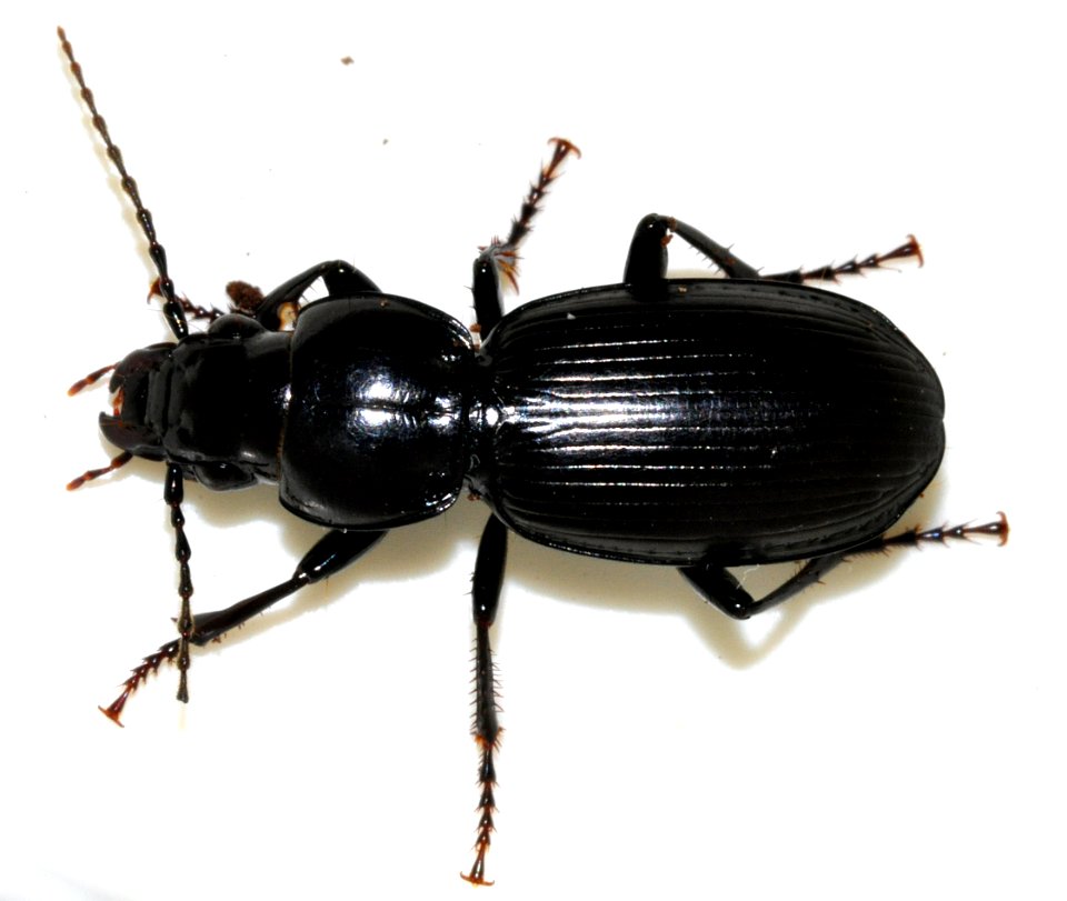 Pterostichus-madidus-11-fws