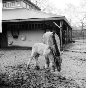 Przewalskipaard Sjary met haar jong in dierentuin Artis te Amsterdam, Bestanddeelnr 918-5765