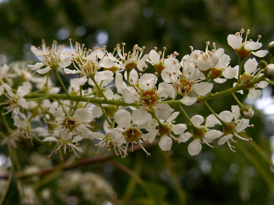 Prunus serotina, 2015-05-14, Riverview Park, 01