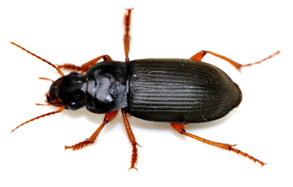 Pseudoophonus-rufipes-03-fws