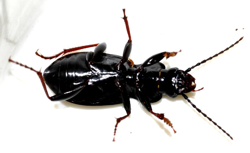 Pterostichus-oblongopunctatus-06-fws