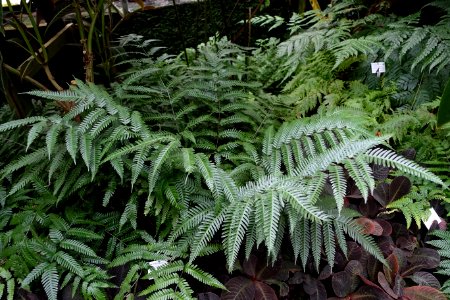 Pteris exaltata, Saumfarn, ex Nepal (so labeled) - Botanischer Garten - Heidelberg, Germany - DSC00966