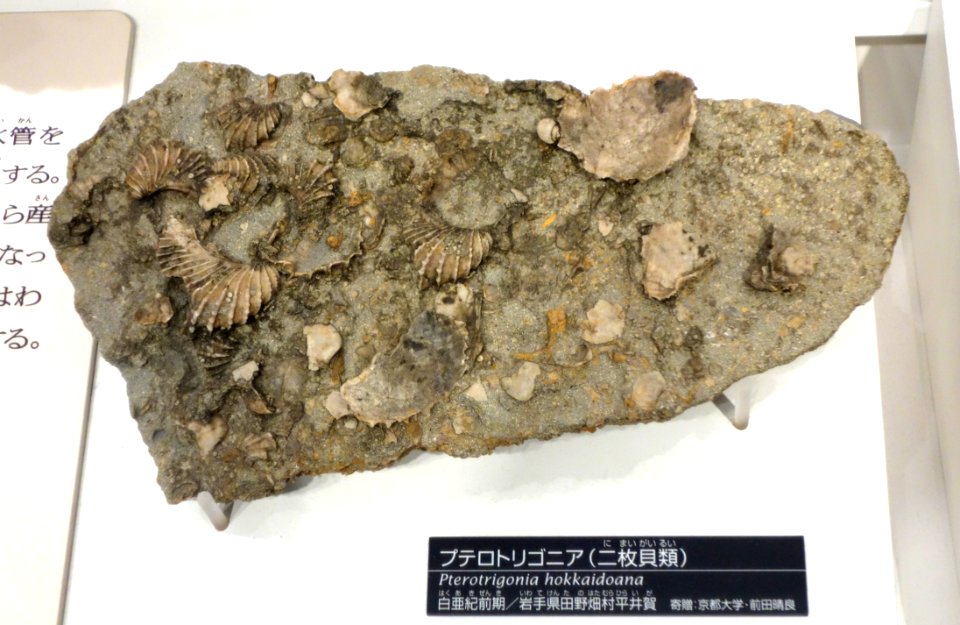 Pterotrigonia hokkaidoana - National Museum of Nature and Science, Tokyo - DSC06998