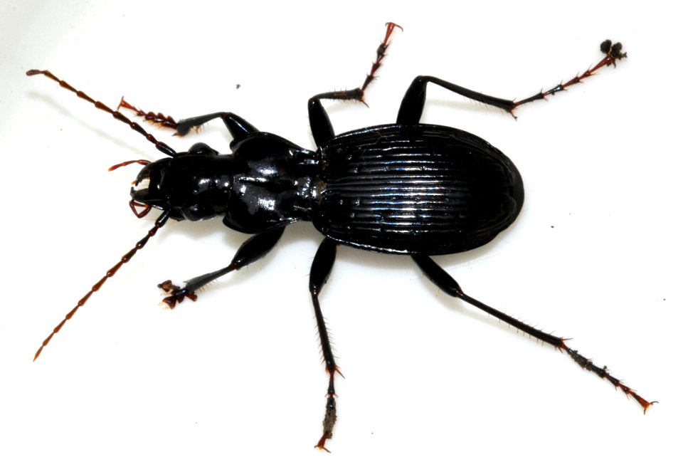 Pterostichus-fasciatopunctatus-03-fws