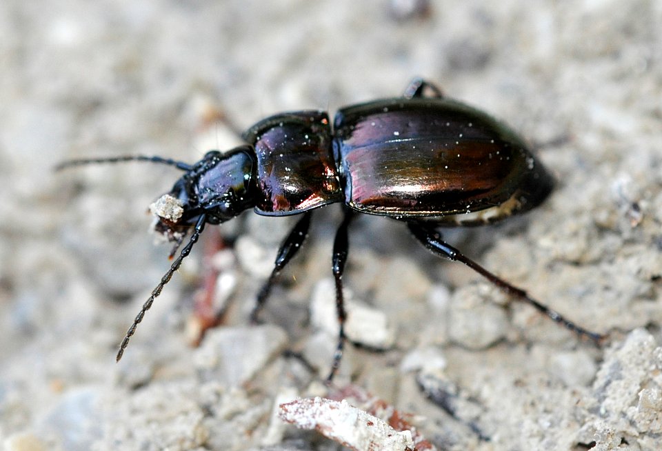 Pterostichus-burmeisteri-05-fws