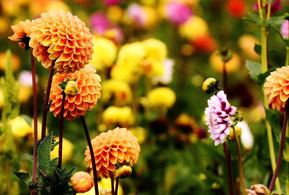 Asteraceae flower garden ornamental flower